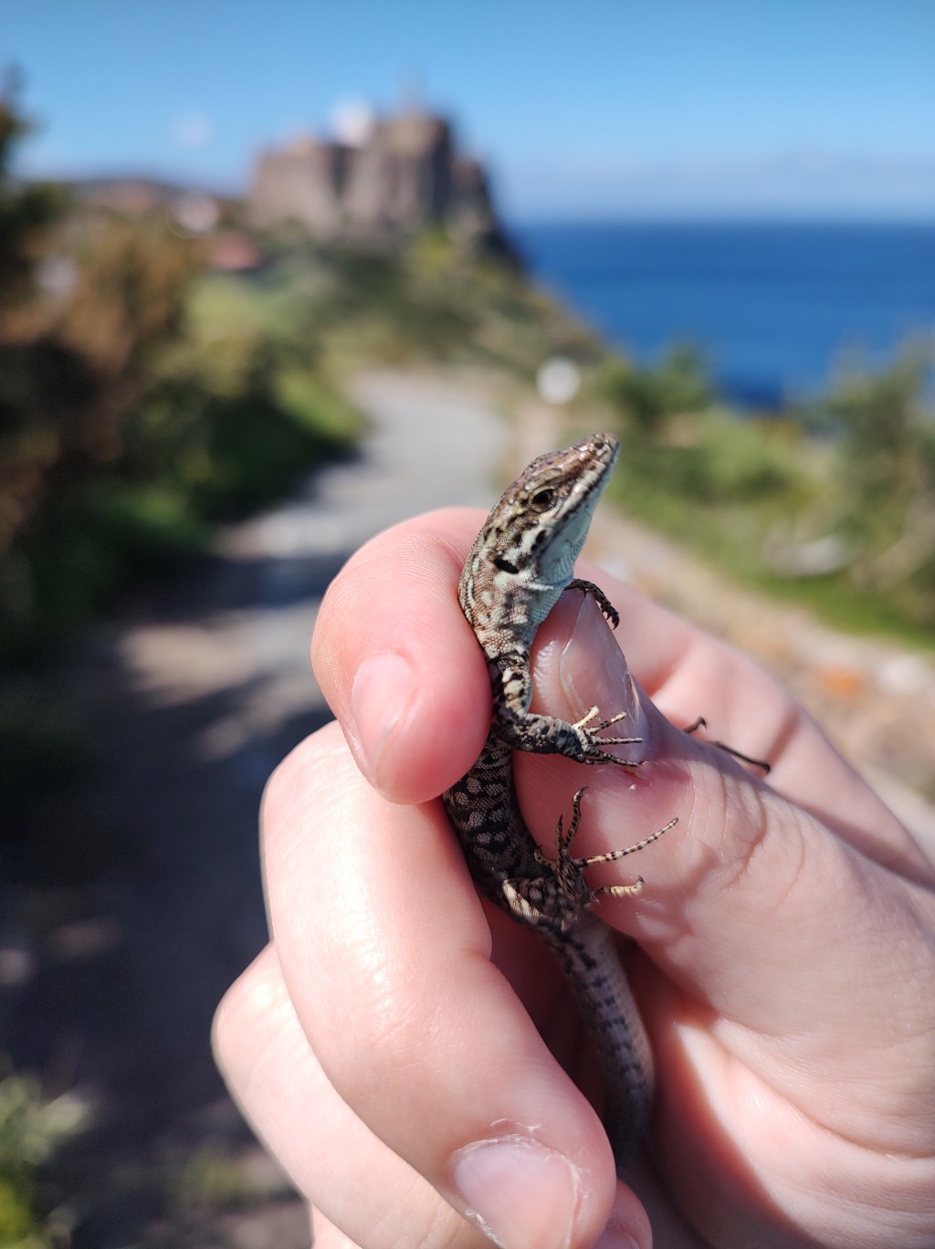 P. siculus on the island of Capraia