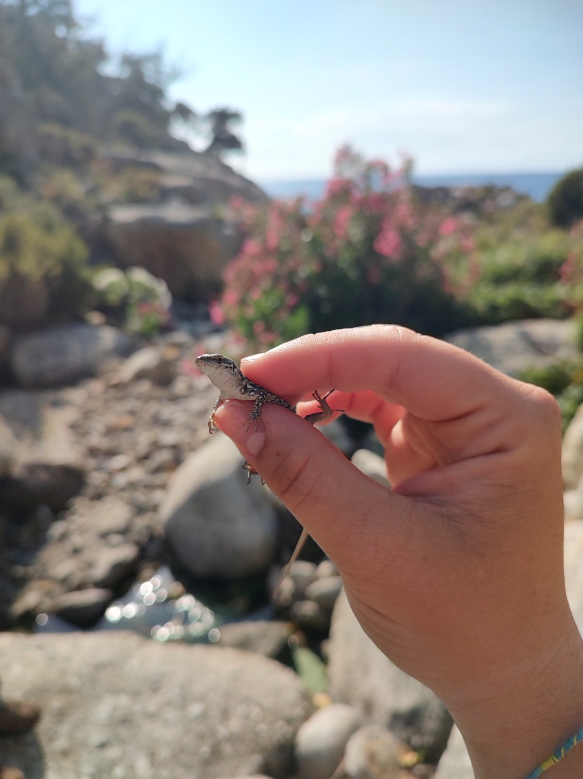 Italian wall lizard on Montecristo